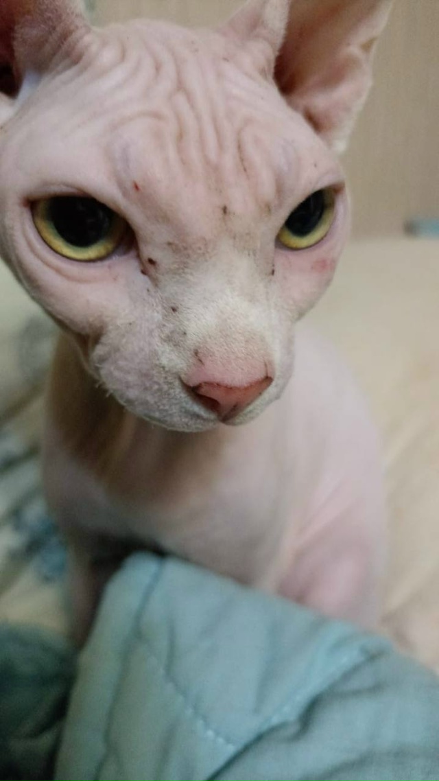 Найдена кошка породы сфинкс в « сказке». Кто потерял? Я?...