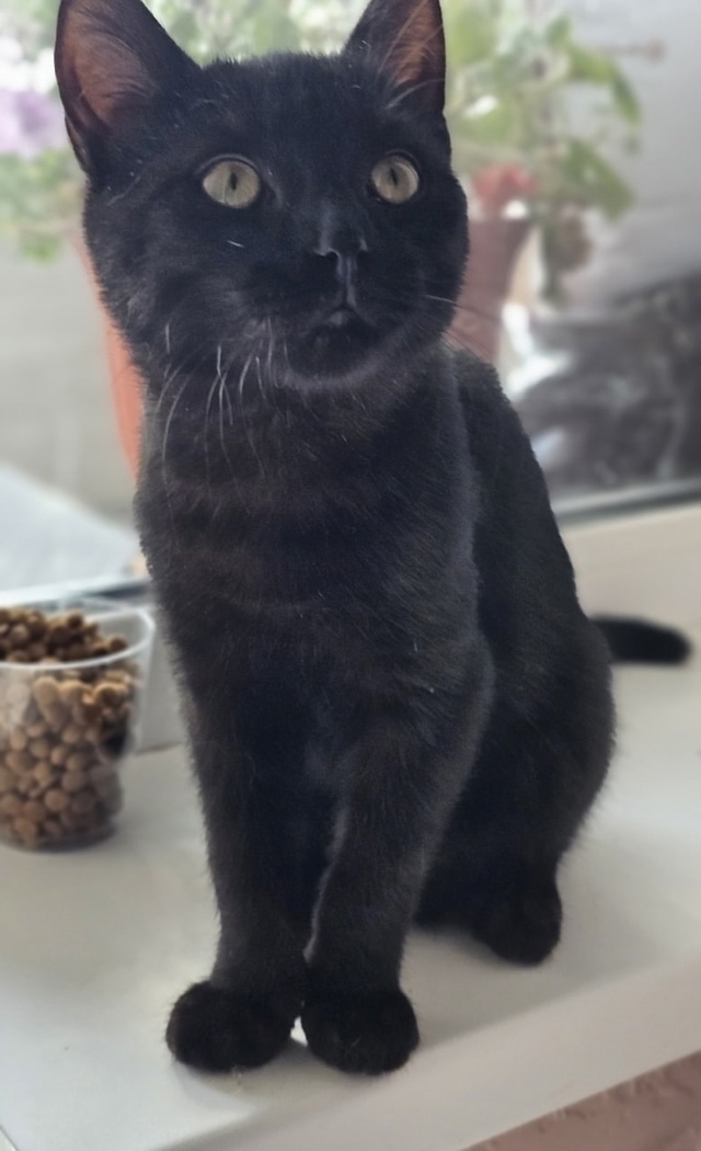 🖤 🧛‍♀Ласковый котомальчик ищет себе новый дом ❤🐈??...