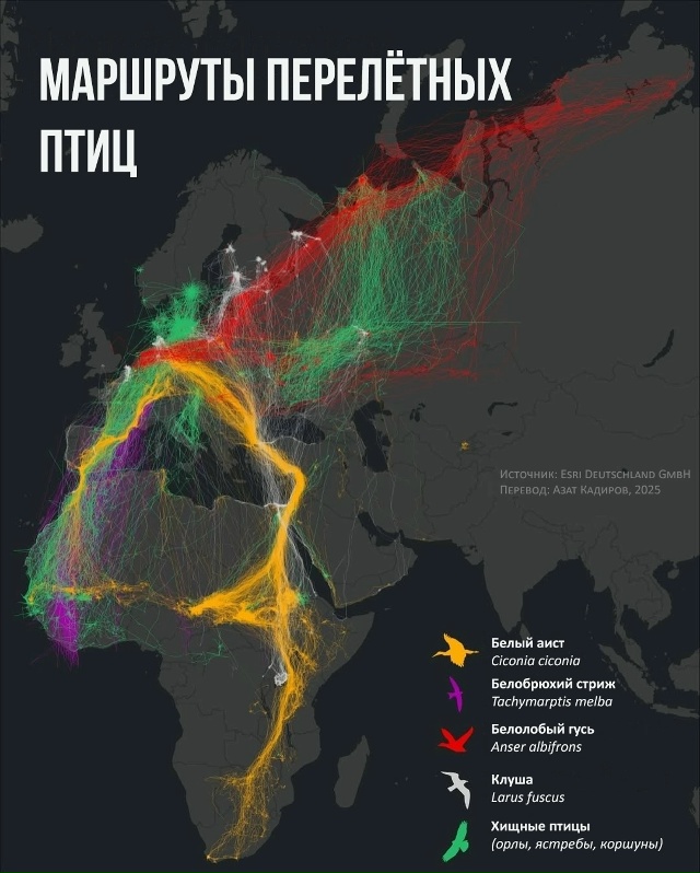 У птиц есть не только путь, но и цель. Каждую осень и вес...