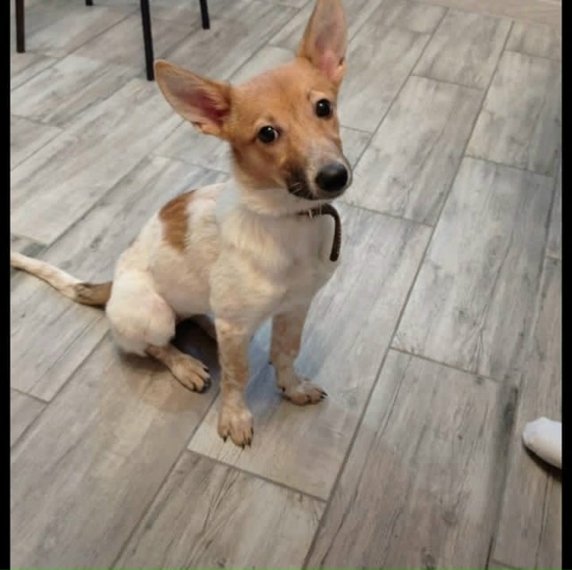 Пропала собачка в районе ул.Железнодорожной,видели ее ...