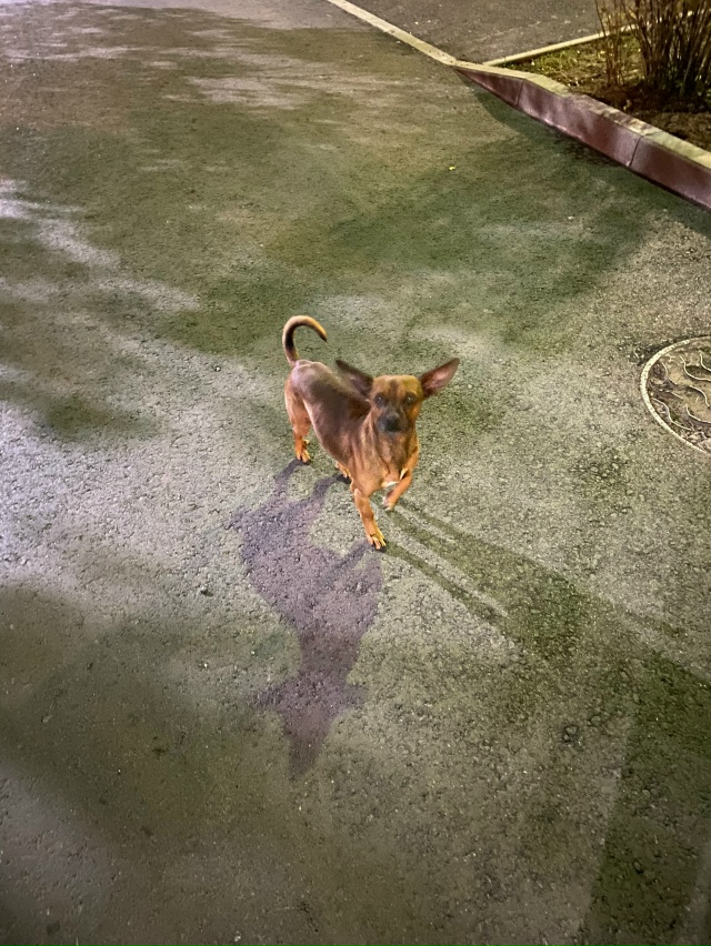 У Борисогорского Поля, д14Б бегает собачка, может кто по...