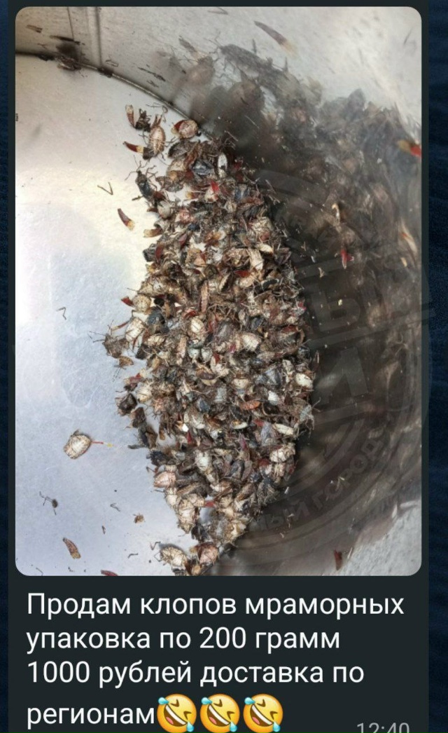 Тем временем сочинцы...