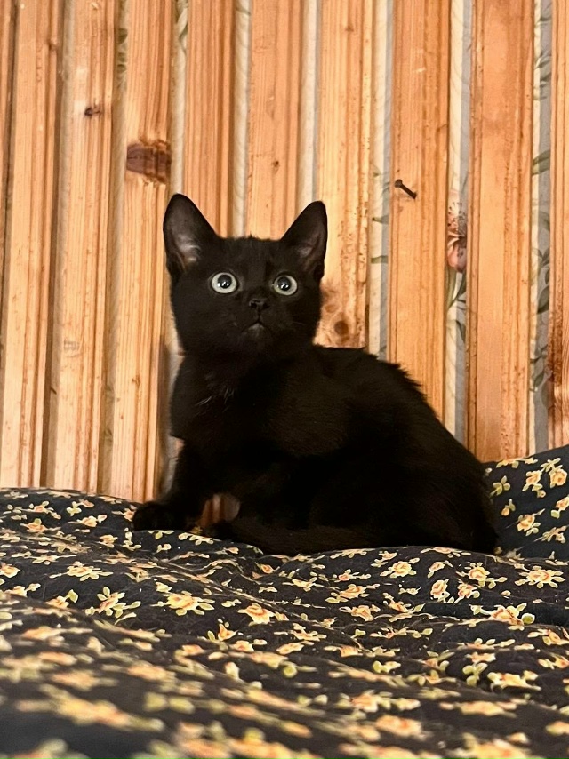 КОТЯТКАМ ищем ДОМ, самый лучший 🏡
Друзья, у нас целая ?...