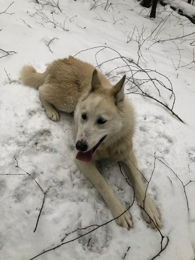 Всех приветствую !
Убежал верный друг семьи, просьба е?...