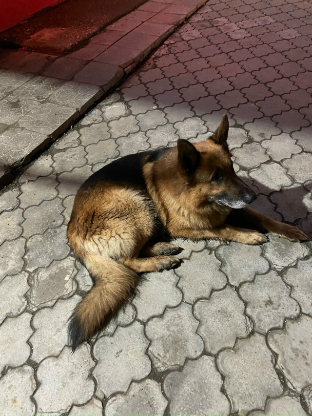 Может чей-то? Привязался на нижнем урале, дошел до дк со...