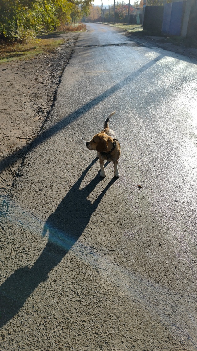 Ну теряли кобеля? На Щорса бегает, ко всем подходит, но ?...