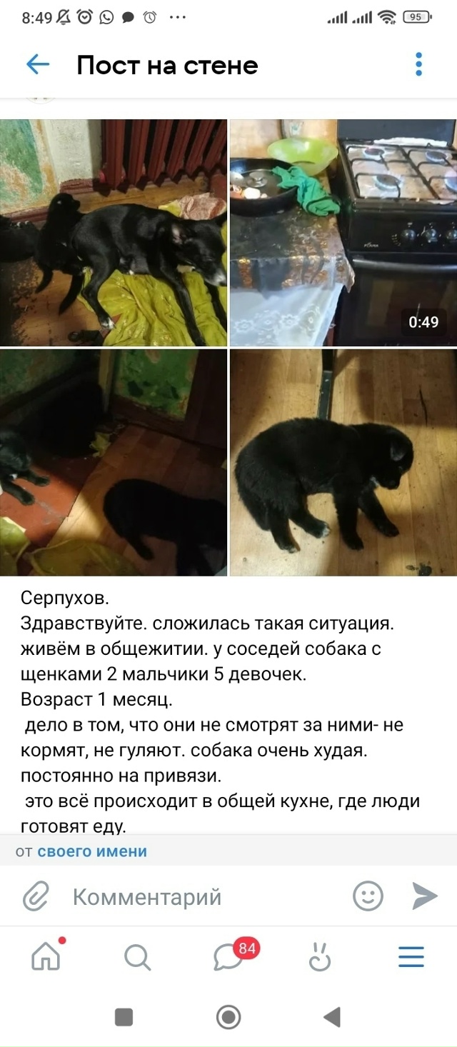 🆘История собачьей семьи из общаги закончилась печаль...