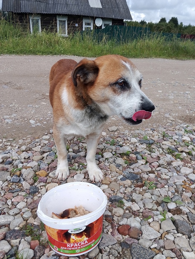 Чья собака , хозяин отзовитесь!?