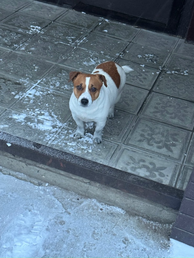 чей-то пёсель бегает по Нагорной