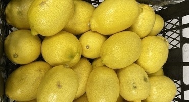 🚫 В Екатеринбург из Турции привезли заражённые лимон?...