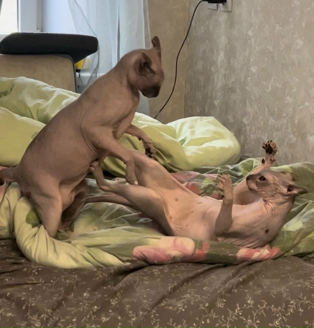 Всратые кроватные Груша ( с усами) и Киви