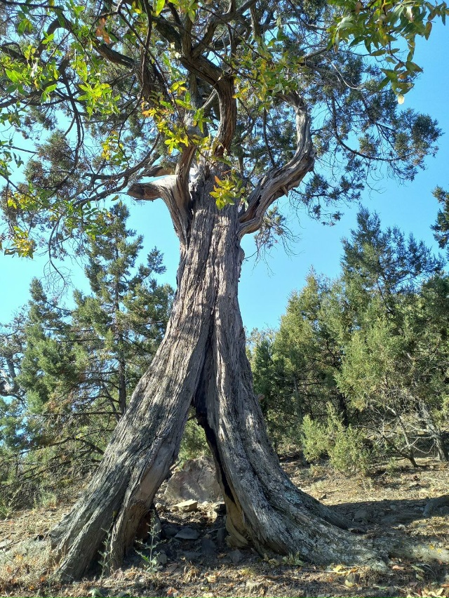 Министр экологии и природных ресурсов Республики Крым...