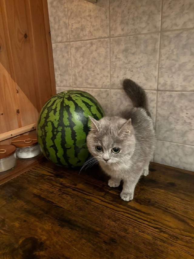 То, что вам сейчас просто необходимо увидеть — кот и ар...
