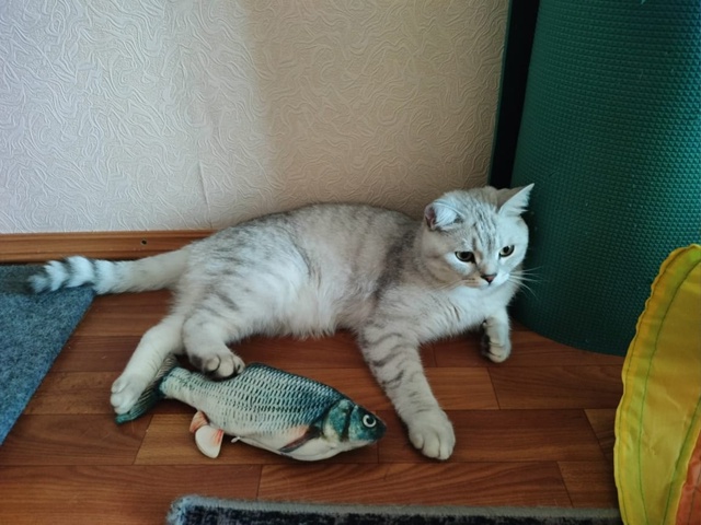 Кто видел слышал, пожалуйста хозяин ищет!!!