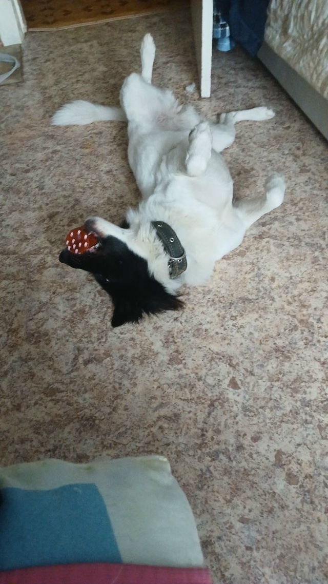 Добрый вечер. Сегодня 20.11.25. В 19:40+- , убежала собака в сто...