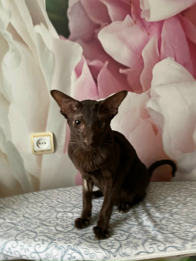 Ищем хозяина кошки. Порода ориентальная. Пока безрезул...