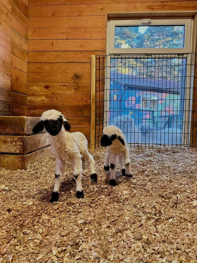 В зоопарке на Уктусе в семье валлийских барашков появи...