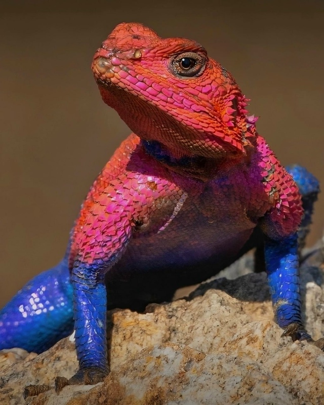 В Африке поймали… ГЛАВНОГО ФАНАТА ЧЕЛОВЕКА ПАУКА 😂
??...