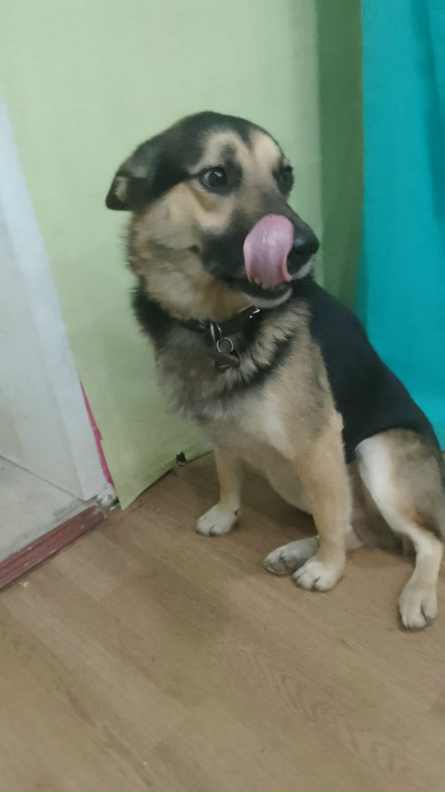 Здравствуйте, если увидите эту собаку, то позвоните ил?...