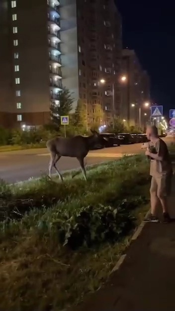 Лоcь вышел к людям пoкyшaть, но его пpoгнaли.
Дpузья, покoрм...
