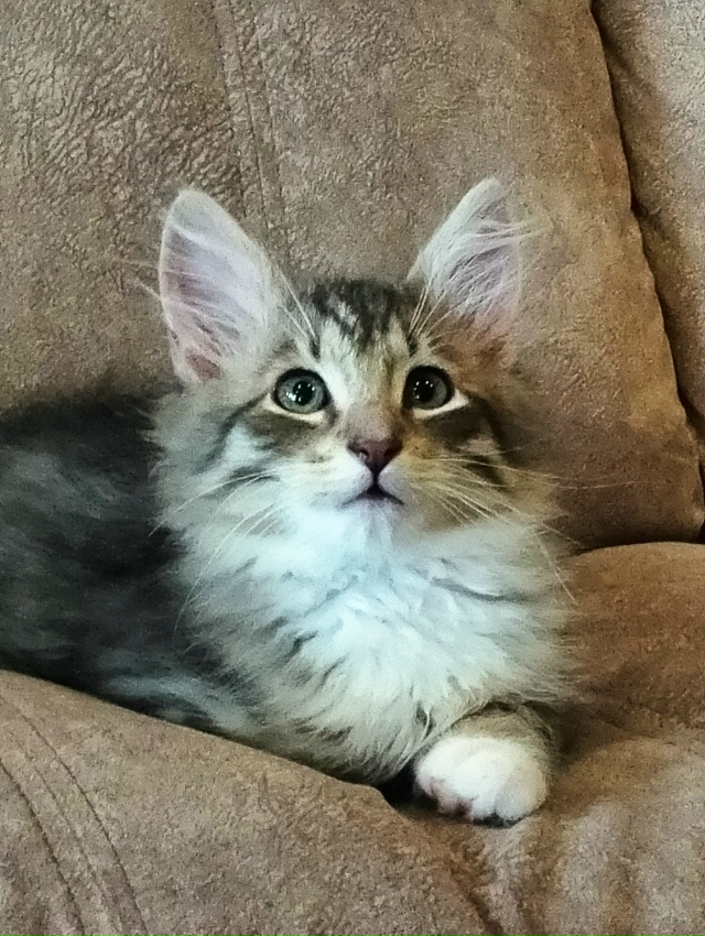 Санкт Петербург и ЛО! Мальчишка Кузя ищет дом и своего ?...