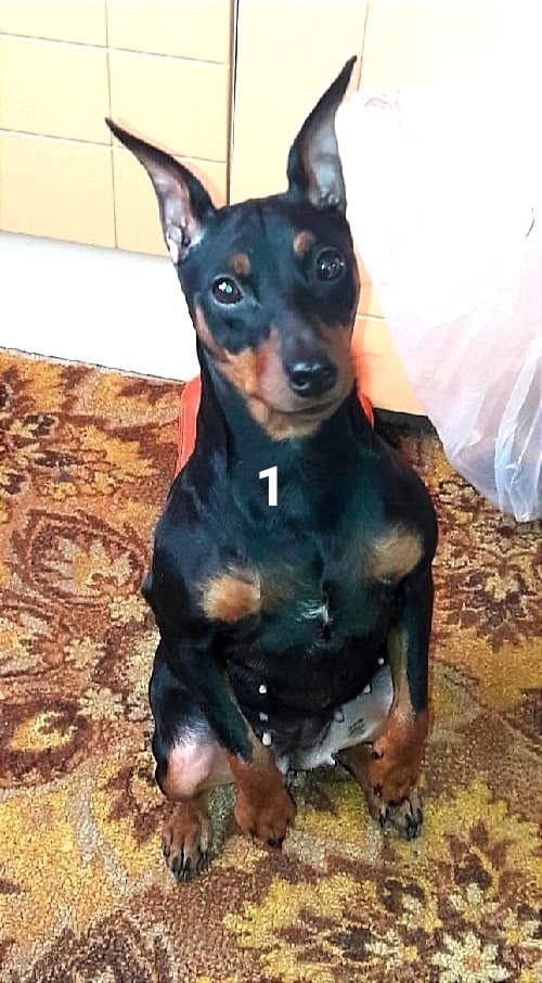 #ПотерялиНАшлиПомогите
1 Просьба кто видел данную соб...