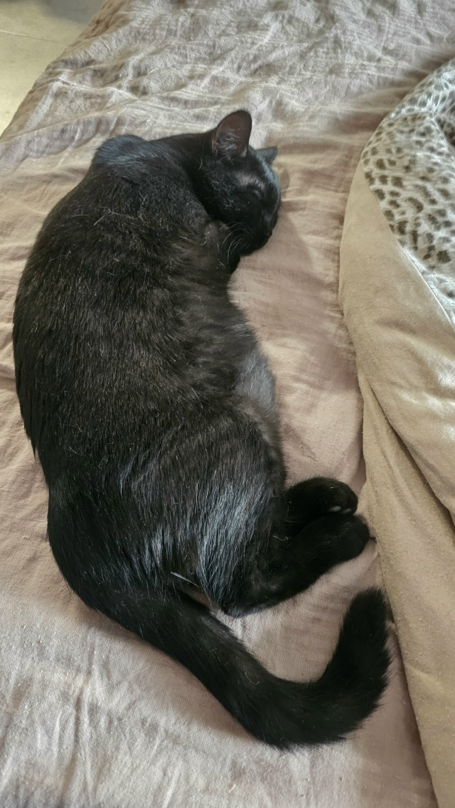Ласковый котомальчик ищет себе новый дом ❤🐈‍⬛
Мал?...