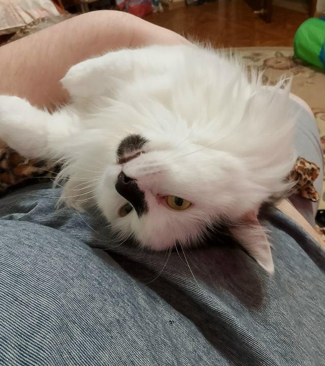 5 августа 2025 года пропала наша кошка Соня в СНТ 