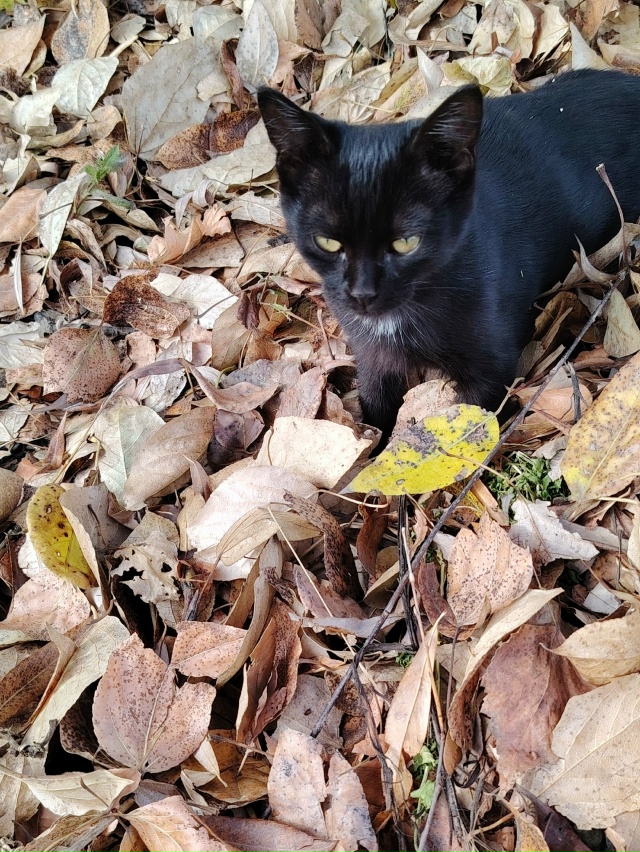 Здравствуйте! Пожалуйста может кто потерял, или снова ?...
