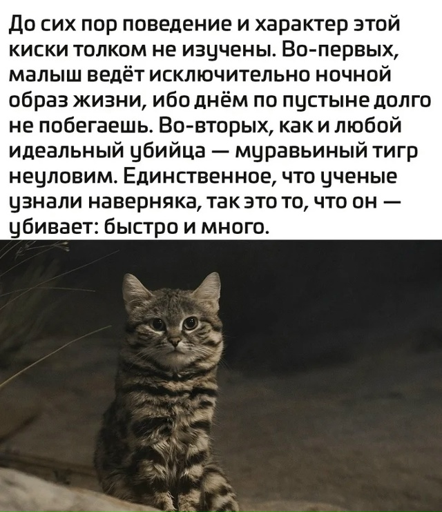 Тигры бывают разные.