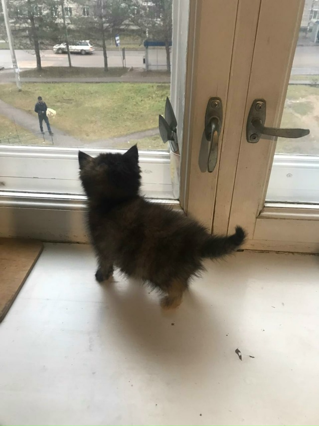 Котёнок ищет дом в Можайске.Её маму сбила машина.Она ос...