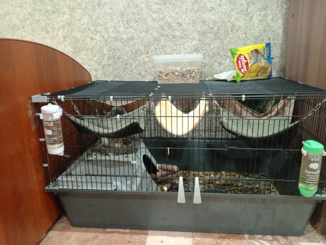 Отдам 3 крыс срочно 3 мальчика 2 взрослых и один маленьк?...