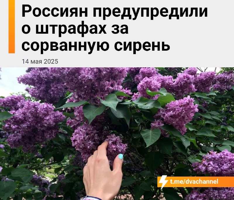 ❗️Штраф до 500 тысяч рублей или тюремный срок можно получить за срыв сирени — об этом напомнили юрис