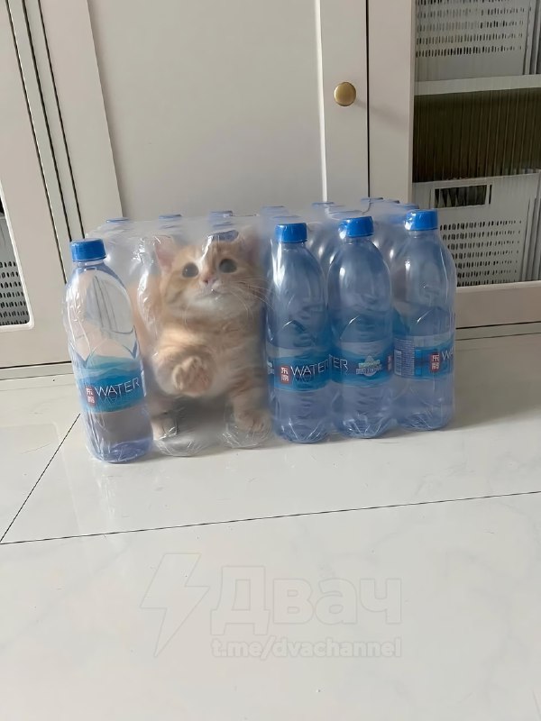 Коты — это жидкость, вот пруфы