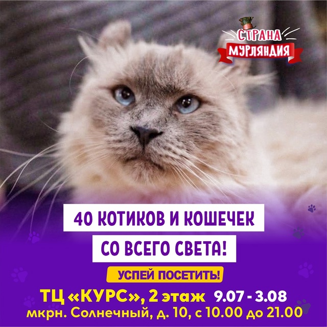 Видное ! С 9 июля по 3 августа ! Котопространство «Страна...