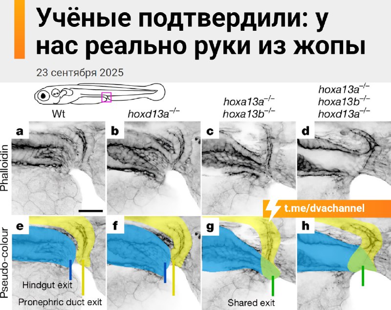 ‼️Мы все рукожопы — это официально доказали учёные
Все наземные позвоночные, включая людей, произош