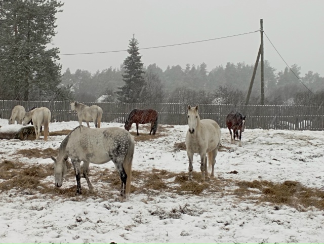 Лошади в Хорошево тоже рады снегу 🤗❄❄
