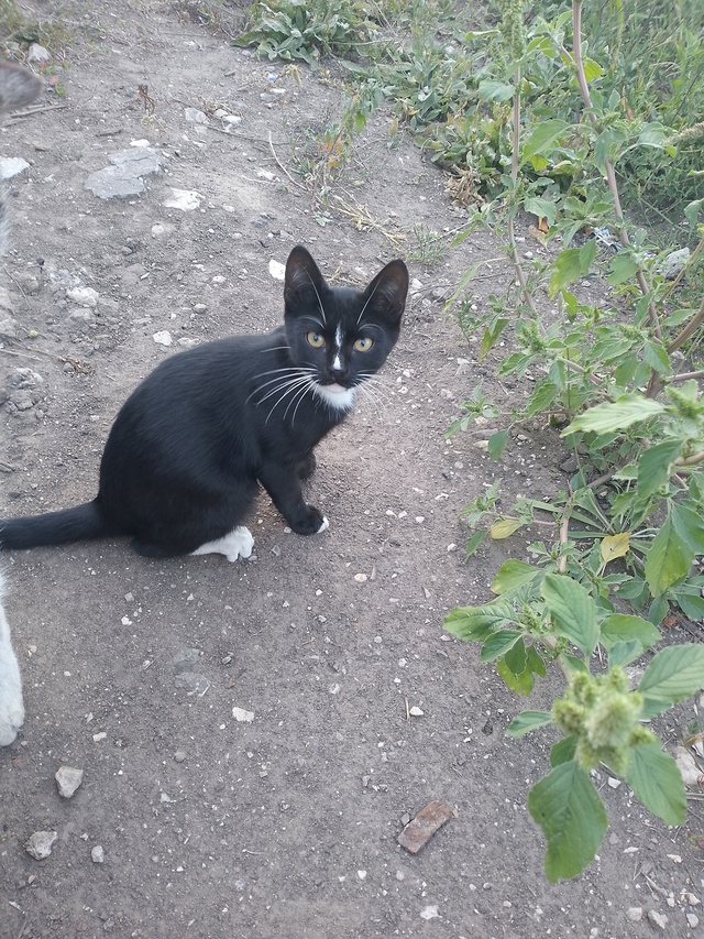 Прибился котенок к подъезду неделю назад. Немного пугл...