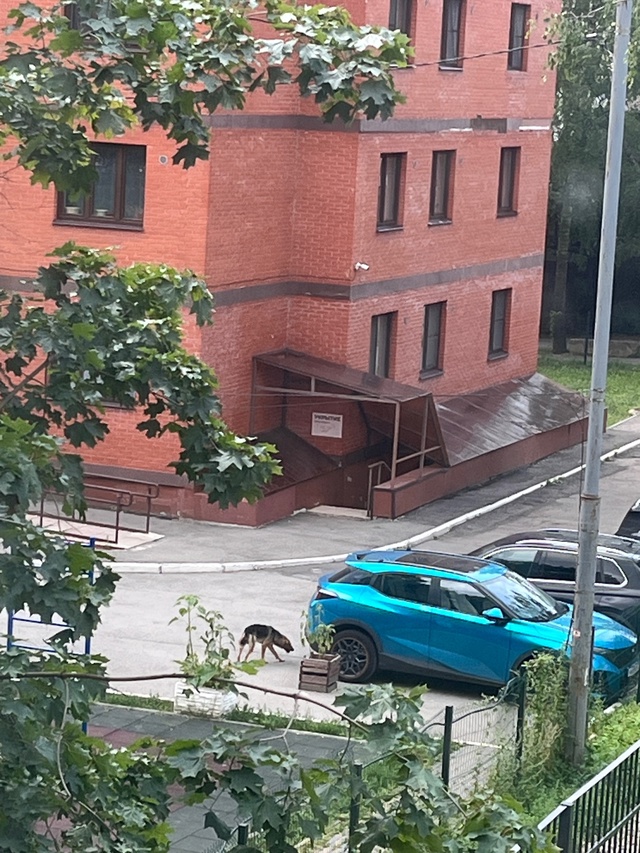 Академка Павлова 34г
12:30 по мск
Собака в плачевном сост?...