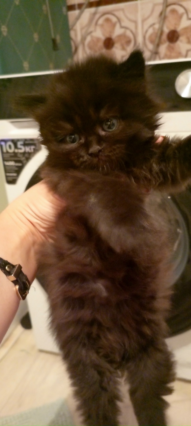 Пост для ваших животных в комменты отдам приму нашли п?...