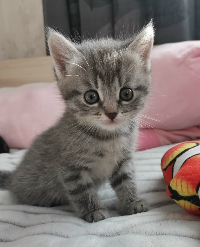 Отдам котят в добрые ручки. 2 девочки от домашней кошки....