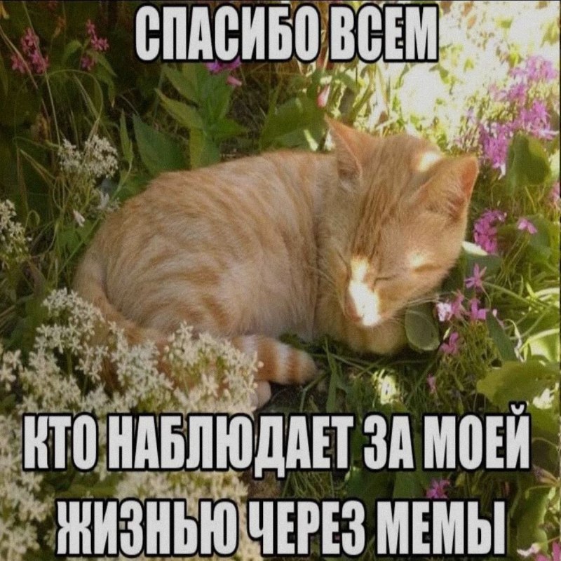 Ночная подборочка
Спать, режим
