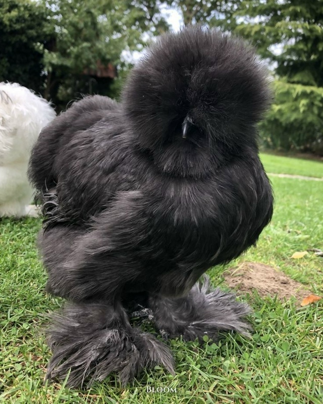 Это китайские шёлковые курочки — одна из самых необыч?...