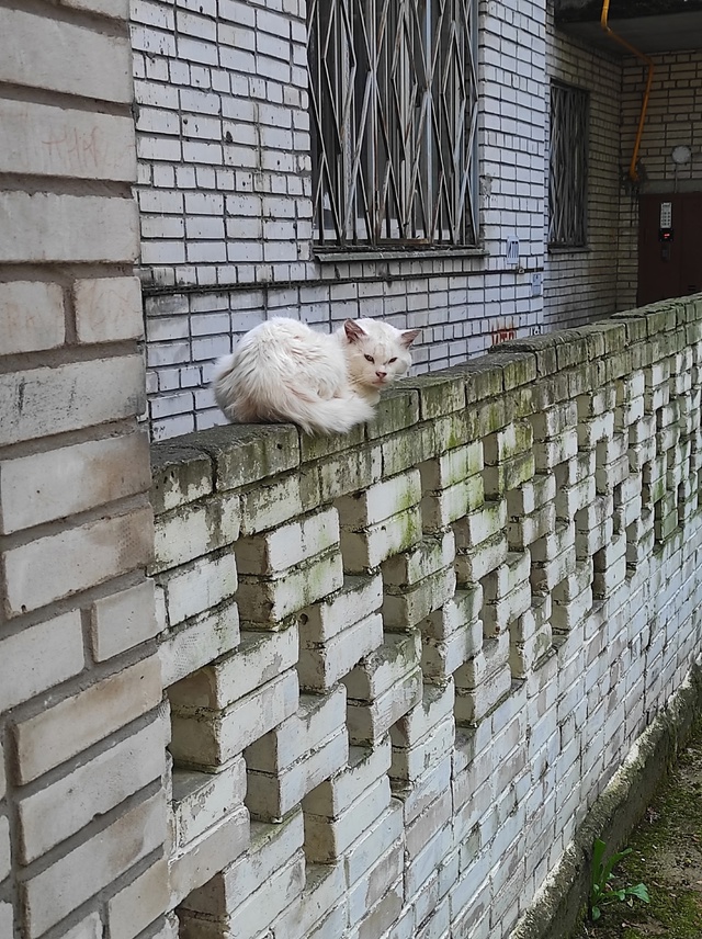 Здравствуйте, на Ропшинском шоссе 10 сидит котик, с несч...