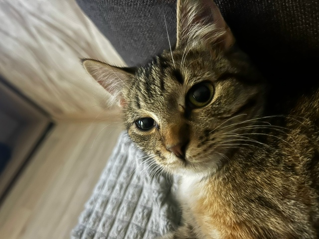 ДОБРО
ПРОПАЛ КОТЕНОК
Отзывается на кличку «МЫШКА», ла...