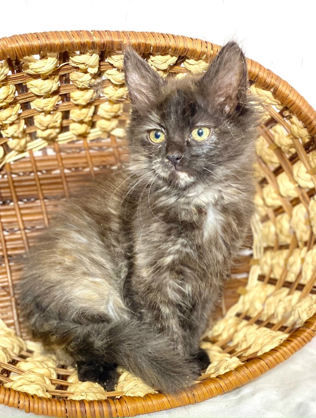 Срочно! Отдаётся даром эксклюзивный комплект в Можайс?...