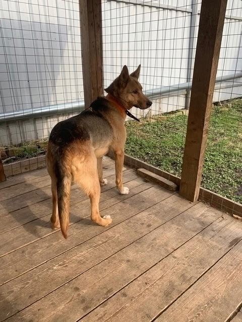 Ищем дом красотке Найде 🐕🐾🏡
Возраст около года, вес?...