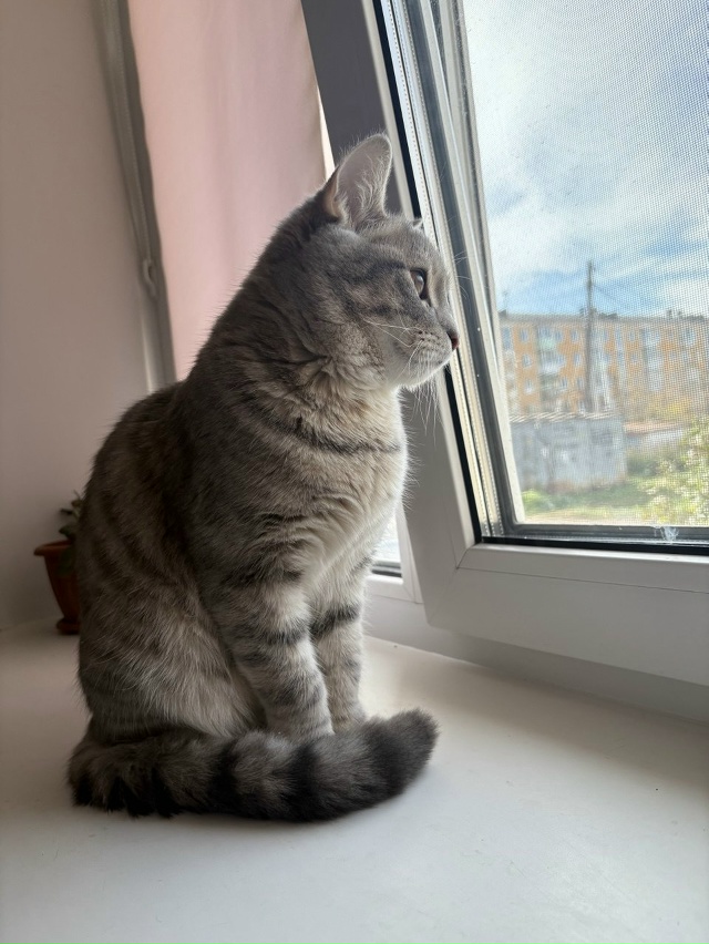 Потерялся кот, на улице советская 45.
откликается на кл?...