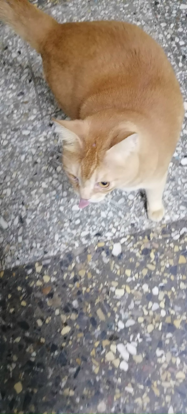 Пришёл кот на автостанцию, видно что чей-то за всеми бе?...