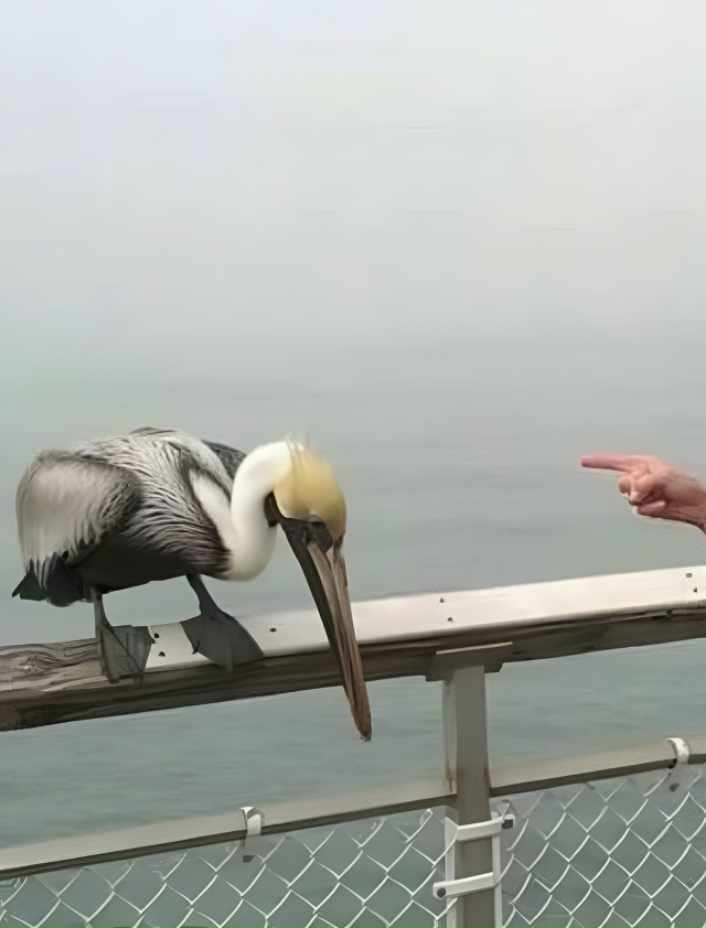 «Ha пиpcе бабyшку укуcил пeликан и она отчиталa егo за этo»